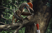 "Quái thú bay" kỷ Jura mang trên cơ thể thứ giống con người