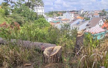 Xót xa hàng loạt cây thông trăm tuổi bị cưa hạ giữa Đà Lạt