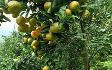 Miền trái ngọt Thắng Hải