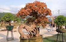 Mãn nhãn với gần 1.000 tác phẩm tại triển lãm sinh vật cảnh ở Bình Định