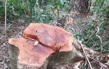Để rừng bị triệt hạ như chốn không người, giám đốc tự nhận hình thức kỷ luật gì?