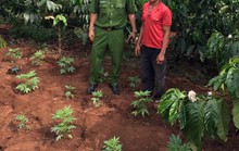 Hai vợ chồng gây dựng vườn cần sa từ những hạt giống người lạ cho?