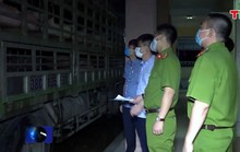 Mang 240 con heo bị dịch từ Hà Nội vào Huế tiêu thụ