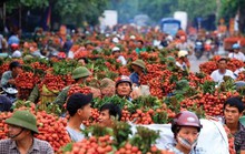 Đề nghị Thủ tướng gỡ khó cho hàng trăm ngàn tấn nông sản, hàng chục triệu gia súc gia cầm