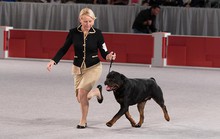 Sơ lược về giống chó Rottweiler dữ tợn
