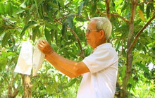 Gỡ thế khó cho xoài xuất khẩu