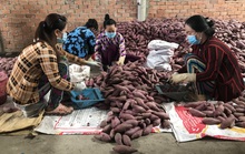 Chăm lo trụ đỡ nông nghiệp