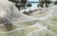 Mạng nhện khổng lồ kinh hồn ở Úc