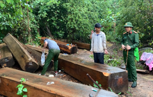 Rừng Tây Nguyên ngày càng suy kiệt