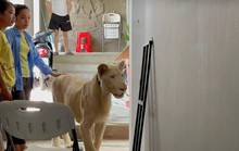 Cái kết của người Trung Quốc khoe thú cưng sư tử trên TikTok