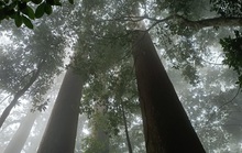 Thăm rừng đặc sản ở xứ Thanh