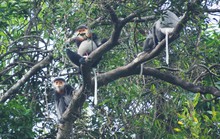 Ngắm đàn voọc quý hiếm mà Quảng Nam mua rừng của người dân để bảo vệ