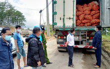 Tạm giữ 29 tấn khoai tây Trung Quốc ngược lên Đà Lạt giữa lúc dịch bệnh