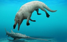 Phát hiện cá voi... 4 chân ở Ai Cập, hung dữ như khủng long