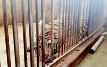 Vụ nuôi 17 con hổ trong nhà: Kiểm lâm đã nhiều lần đi kiểm tra nhưng không phát hiện