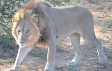 Đi tìm gia súc, 3 học sinh tiểu học Tanzania bị sư tử vồ chết