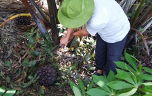 Mát-xa cho cây dừa nước để lấy mật