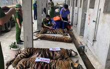 17 con hổ trong khu dân cư: Sẽ xem xét trách nhiệm khi có kết luận điều tra