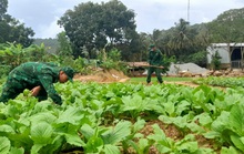 Biên phòng đảo Thổ Châu trồng rau, nuôi heo tặng dân nghèo
