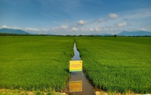 Canh tác lúa thông minh tại ĐBSCL vụ hè thu năm 2021 trong tình hình mới
