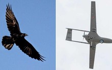 Sát thủ bất ngờ hạ gục drone của Google