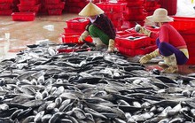 Tìm giải pháp tiêu thụ nông sản