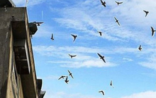 Đau đầu vì chim yến nuôi trong chợ Trà Vinh