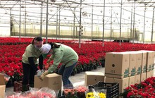 Dalat Hasfarm tăng 20% sản lượng hoa Tết
