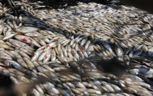 Cá chết nổi đầy mương thoát nước KCN Tam Thăng