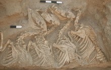 Phát hiện Kunga 4.500 tuổi, quái vật đầu tiên lai giữa 2 loài khác nhau