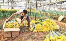 Hoa cúc Đà Lạt tăng giá, người trồng trúng đậm