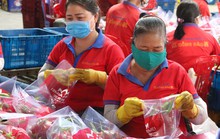 Bình Thuận xuất khẩu thanh long bằng đường biển