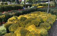 Hoa kiểng Tết có mặt tại các chợ hoa ở TP HCM
