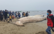 Xác cá voi hơn 10 tấn mất đầu trôi dạt vào bờ biển