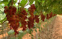 Trồng nho công nghệ cao giữa thủ phủ thanh long