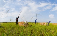 Bảo tồn cây lúa ma ở Vườn Quốc gia Tràm Chim