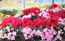 Dắt nhau vào Xuân
