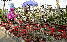 Chợ hoa Bến Bình Đông thưa khách, thương hồ lo “mất Tết”