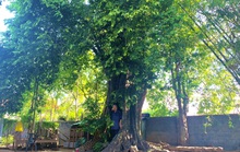 Huyền tích những cây thị cổ thụ ở ngôi làng ven sông Gianh