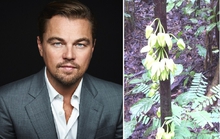 Tên của Leonardo DiCaprio được đặt cho một loài cây ở châu Phi