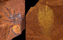 Hàng ngàn sinh vật 16 triệu tuổi nguyên vẹn trong đá Sao Hỏa