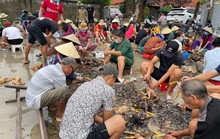 4.000 con gà chết vì mưa lũ, cả làng đến giúp chủ trang trại sơ chế