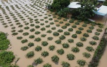 Hàng trăm héc ta thanh long tại Bình Thuận ngập sâu sau trận mưa giữa đêm