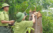 Cục Kiểm lâm yêu cầu xử nghiêm vụ phá rừng ở Quảng Trị