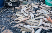 Sét đánh chết hơn 3 tấn cá lóc của người dân Quảng Bình