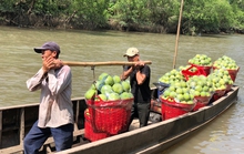 Cơ hội lớn khi bán bưởi sang Mỹ