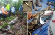 Trăn dài 7 m nuốt chửng người phụ nữ Indonesia