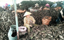 Vĩnh Long: Tập huấn hướng dẫn xuất khẩu chính ngạch khoai lang