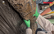 Cá sấu dài 1,5 mét nằm trong bụng trăn Miến Điện