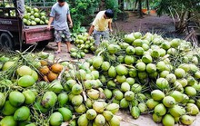 Nâng tầm giá trị cây dừa